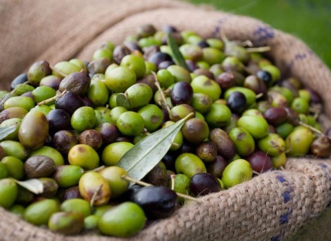 تصویر 4 از قیمت زیتون تازه چیده شده + خرید باور نکردنی